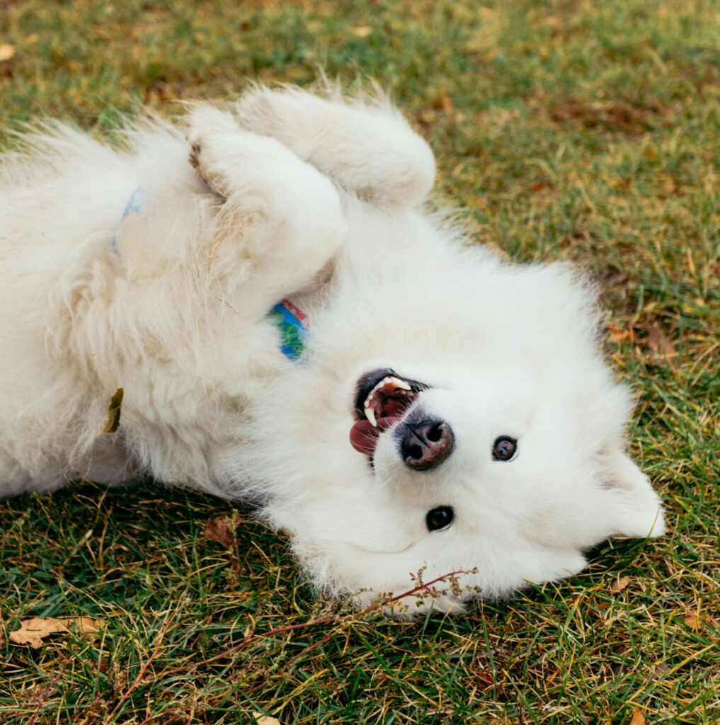 Chien blanc détendu allongé dans l'herbe lors d'une séance d'éducation canine bienveillante à Marseille