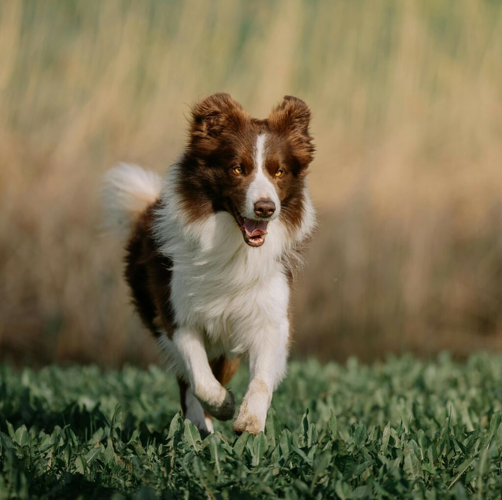 Border Collie en activité physique adaptée lors d'une séance d'accompagnement éducatif et sportif canin. Bien-être canin