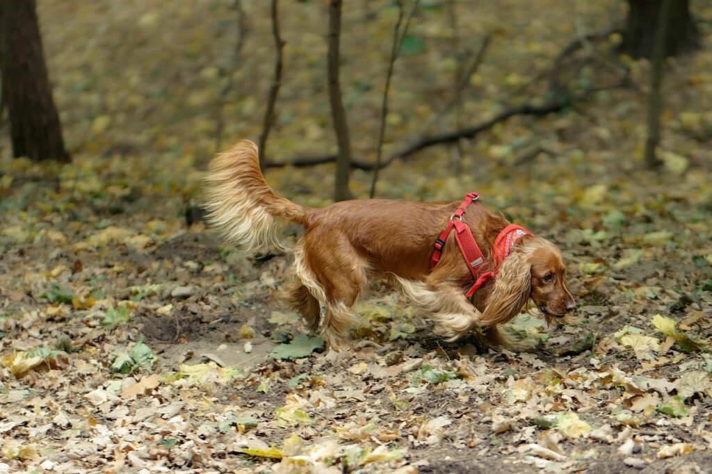 Chien cocker en balade en foret qui renifle au sol en marchant