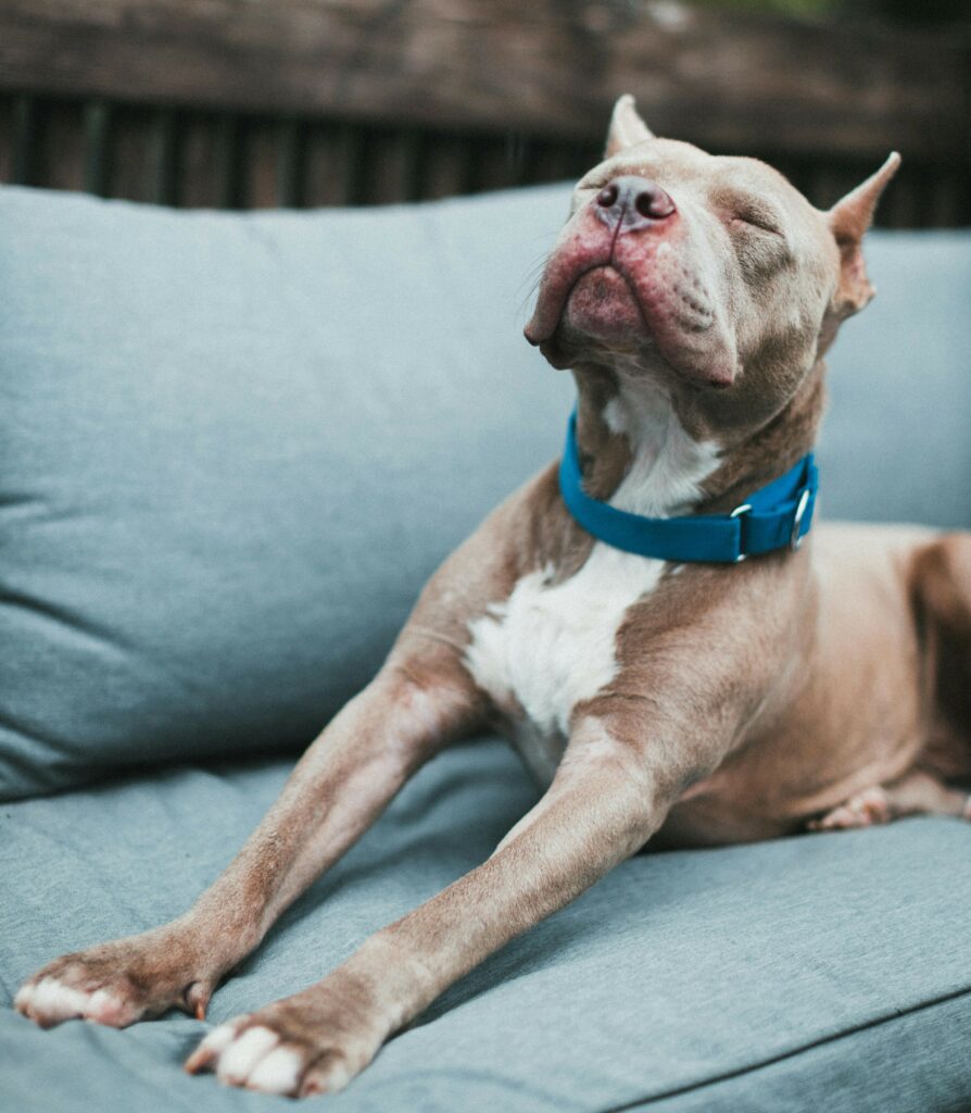 Chien pitbull détendu au soleil dans un environnement apaisant symbolisant la garde de chien bienveillante à Marseille
