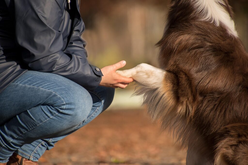 Interaction douce entre un chien et son éducateur canin, travail basé sur l'observation et la confiance
