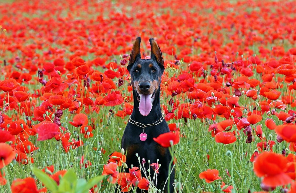 Chien doberman heureux dans un champs de coquelicot